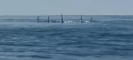 deep blue sea 2 image